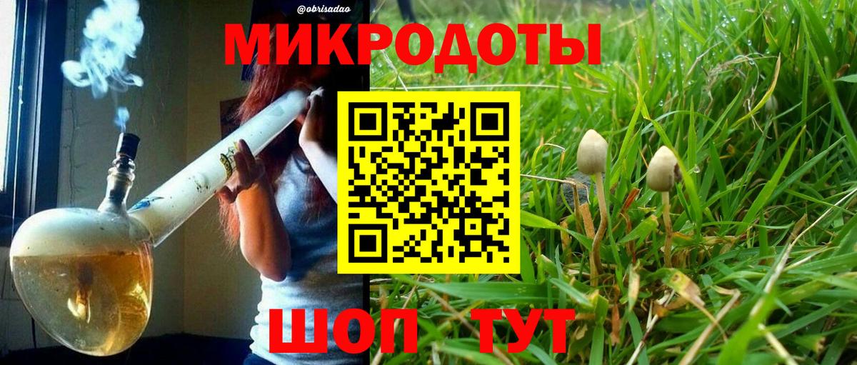 Галлюциногенные грибы Psilocybine cubensis Протвино